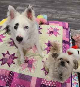 Picture for category Canine 
